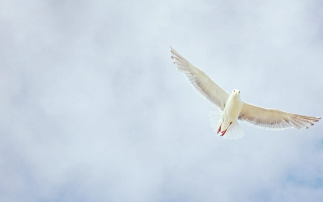 Dove with wings spread soaring in the sky
