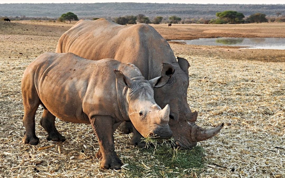 Two rhinos grazing on African plain