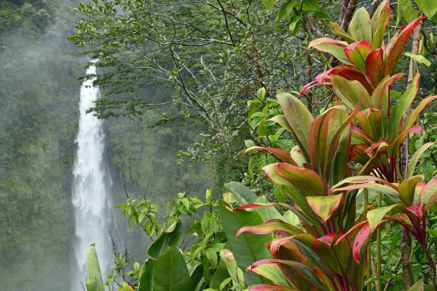 A waterfall in Hawaii