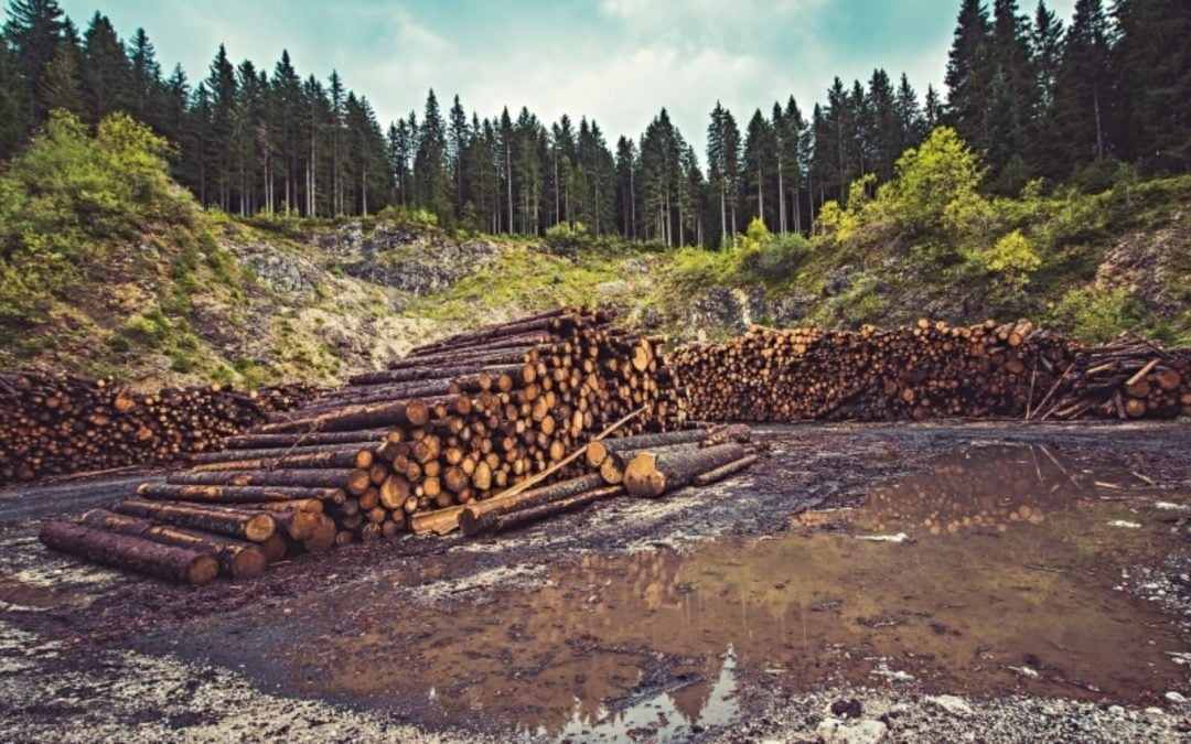 Logging business in forest