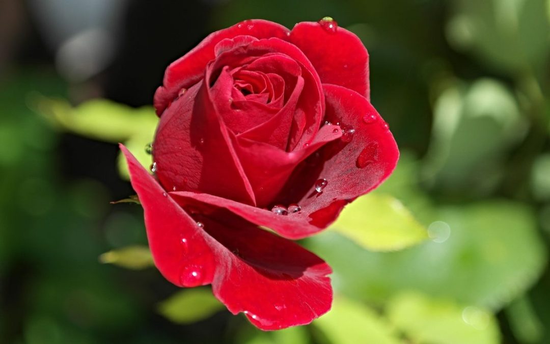 Rose booming in garden