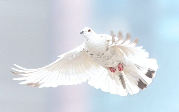 Dove in flight