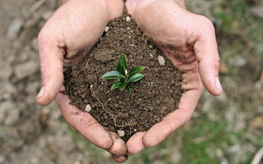 Hands holding soil with small plant