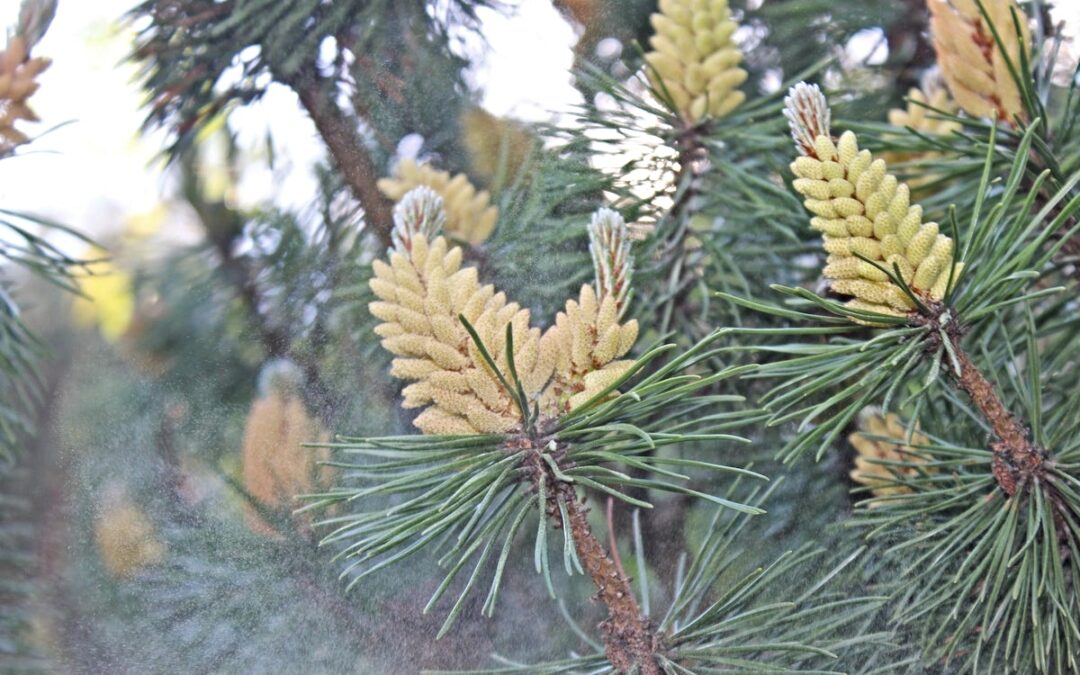 A close up of a pine tree with pollen.