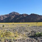 Even Death Valley Erupts with ‘Super Bloom’
