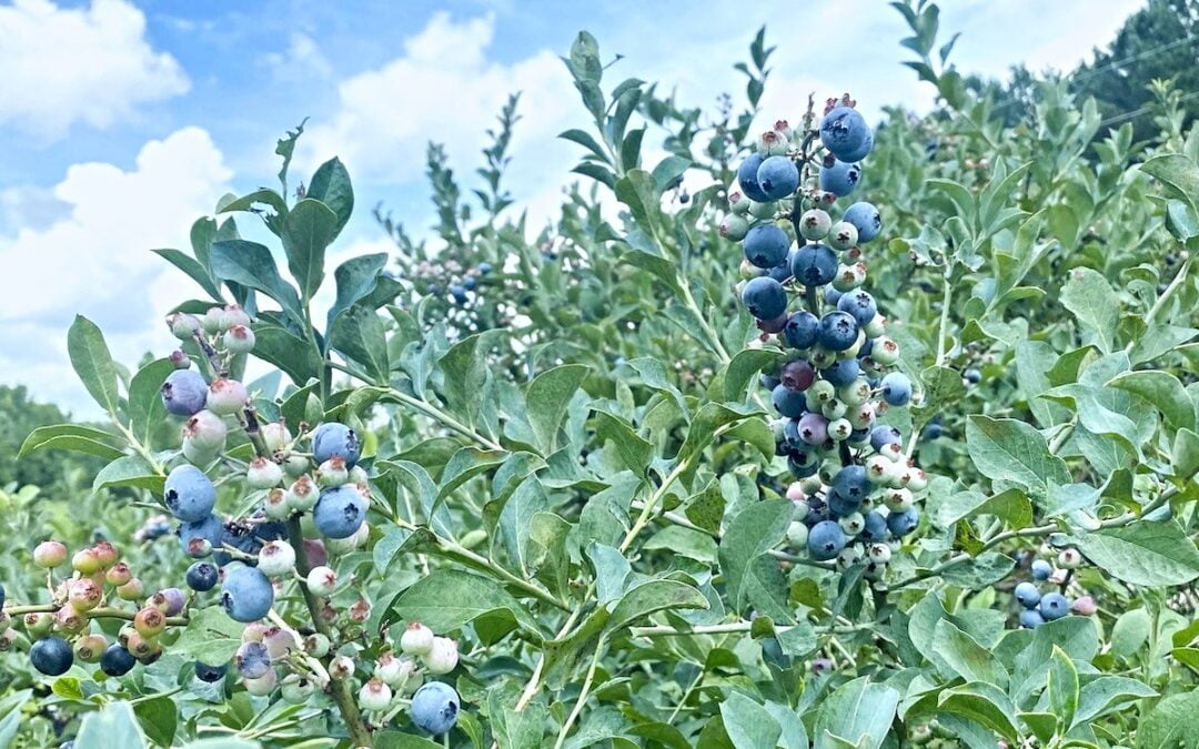 A bush full of blueberries with a blue sky and white clouds in the background.
