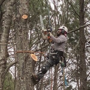 A man with a chainsaw in a tree cutting limbs.