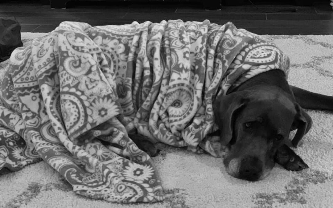 A dog laying on the floor covered in a blanket.