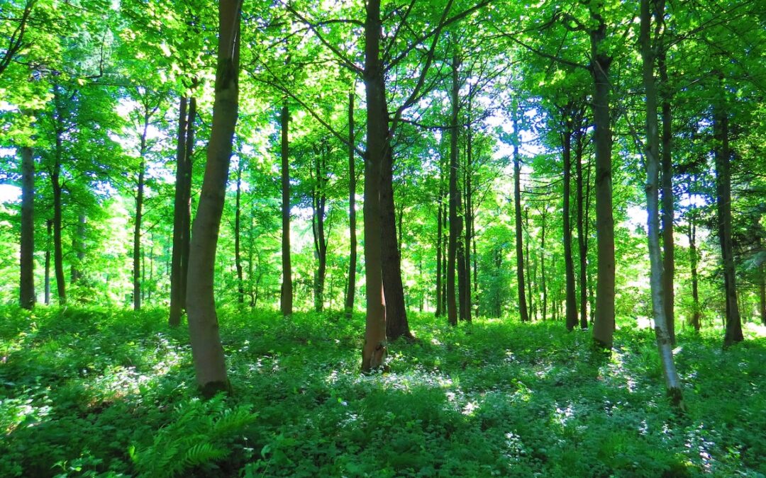 A forest of tall trees with green leaves and green grasses on the ground.