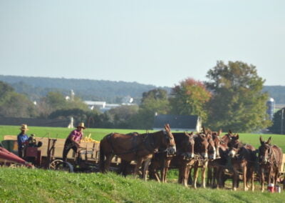 Mules pulling wagons in Amish country.