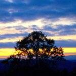 The silhouette of a tree with a multicolored sky at sunset.