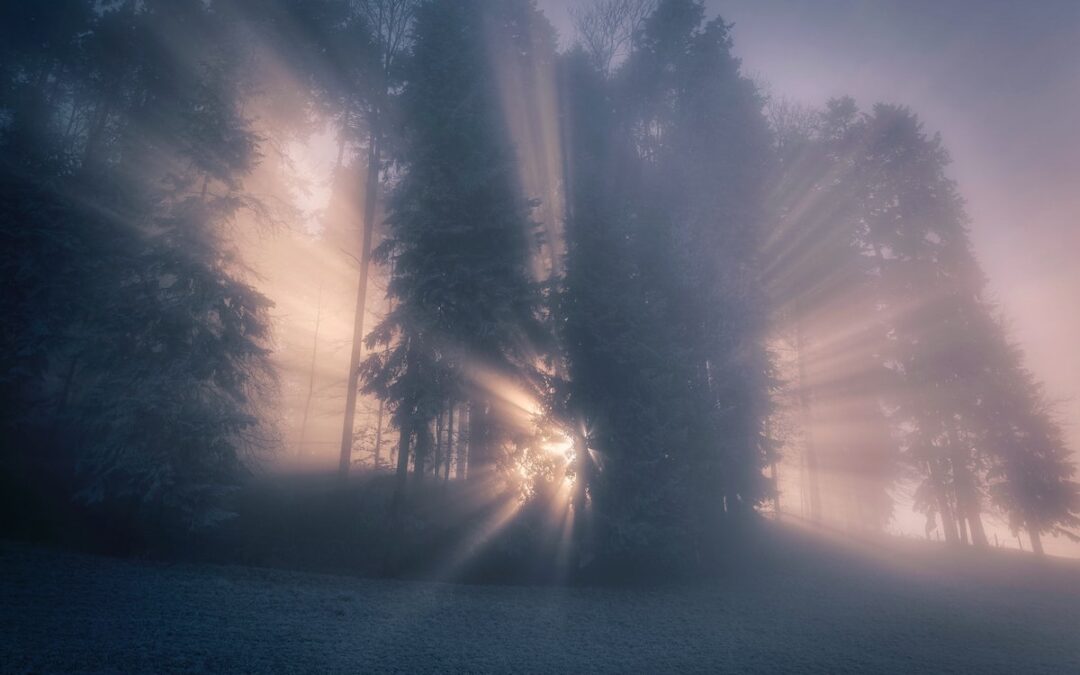 Sunlight shining through the trees shrouded in fog.
