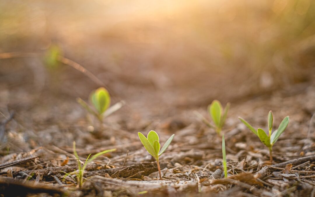 Several small, green seedlings emerging from the ground with the sun shining in the background.
