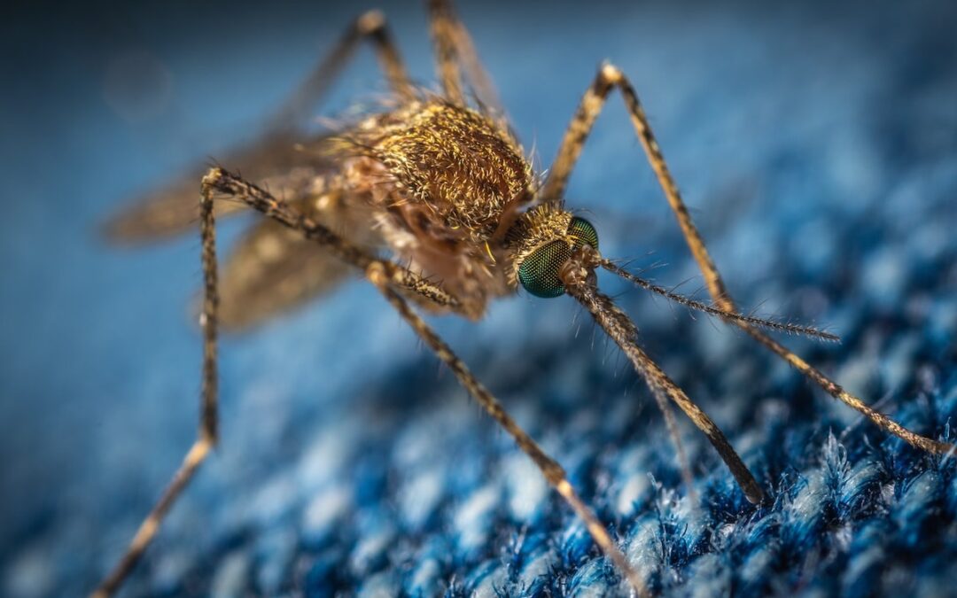 A close-up photo of a mosquito sitting on blue fabric.