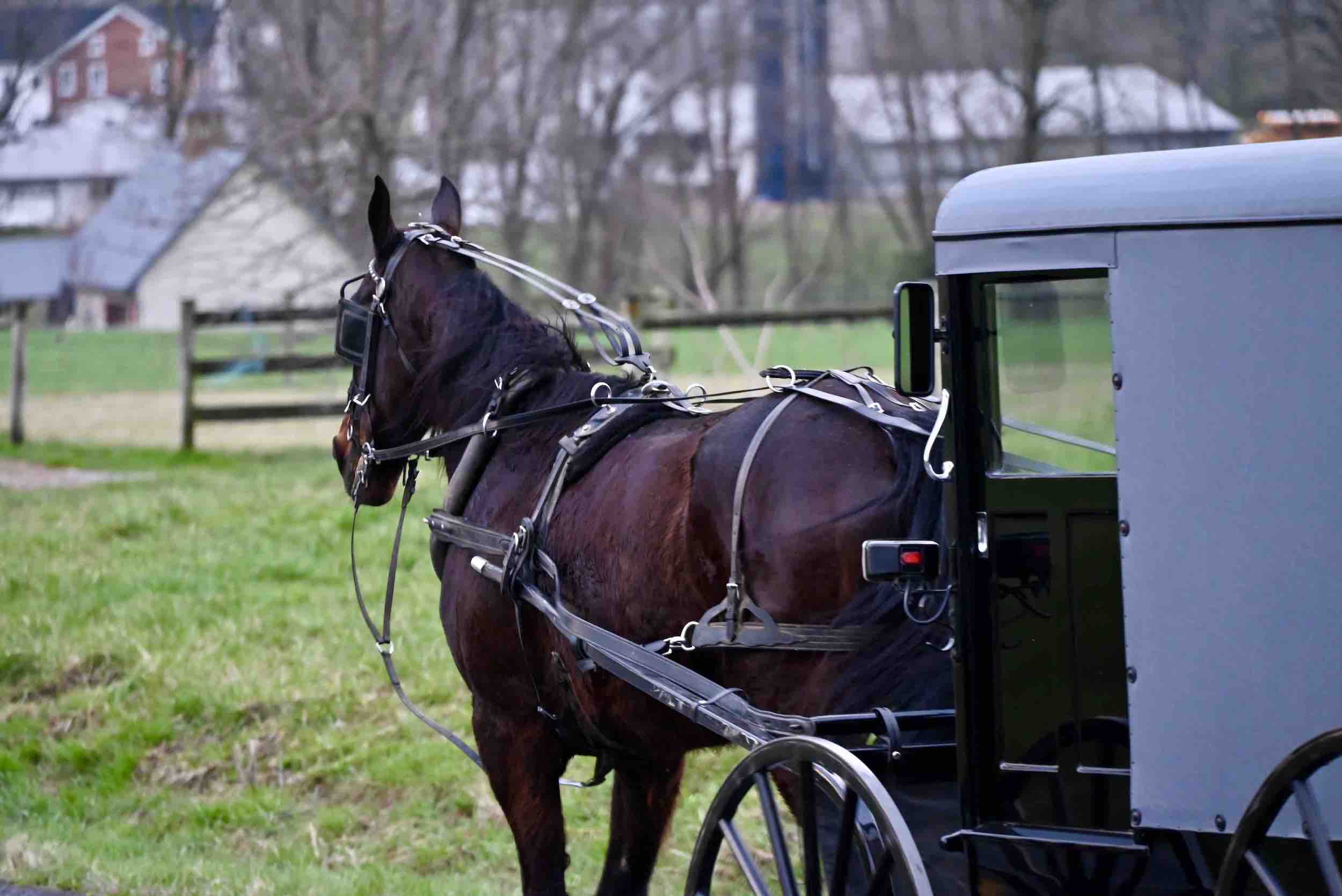 A horse and a wagon on an Amish farm.