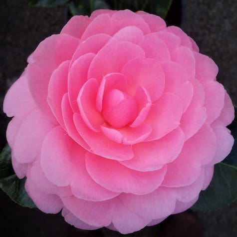 A pink camelia flower in full bloom.