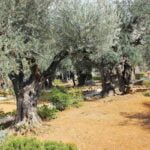 Olive trees in the Garden of Gethsemane.