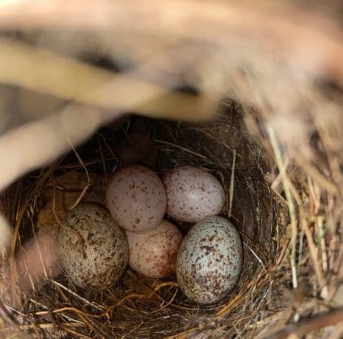 Small bird eggs in a nest.