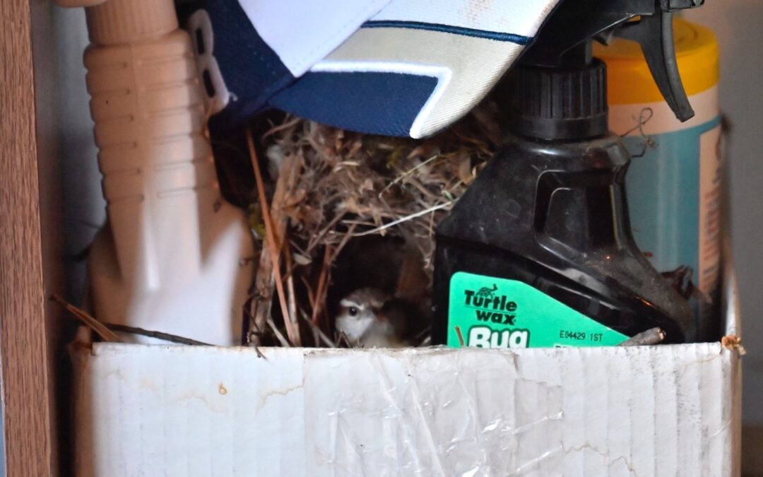 A bird nest in a box with various household items.