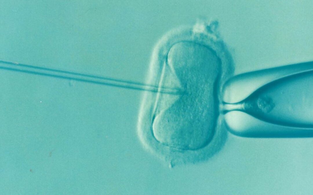 A microscopic image showing an example of the IVF process.