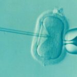 A microscopic image showing an example of the IVF process.