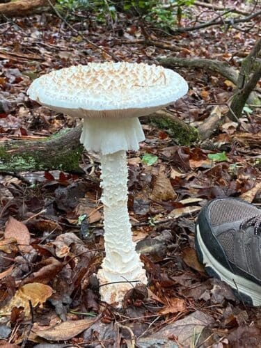 A destroying angel mushroom in the woods.