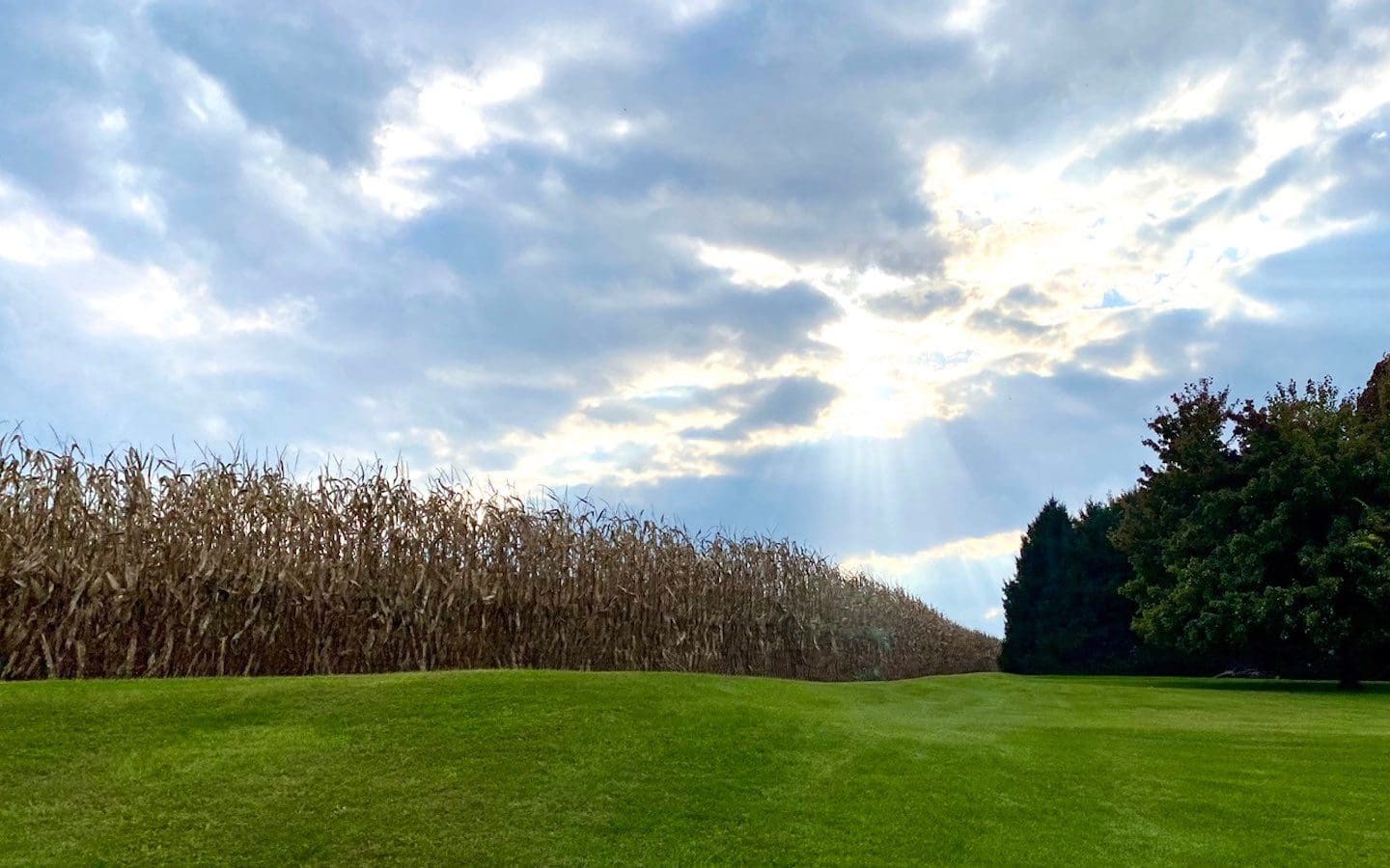 Dry corn awaiting harvest in Pennsylvania.