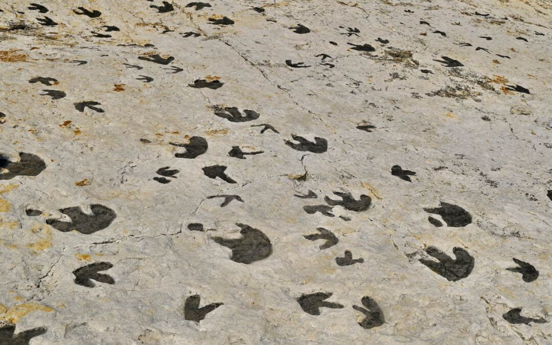 Fossilized dinosaur footprints at Dinosaur Ridge in Colorado.