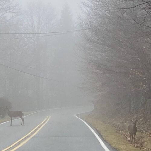 Two deers by a windy road through a forest on a foggy day.