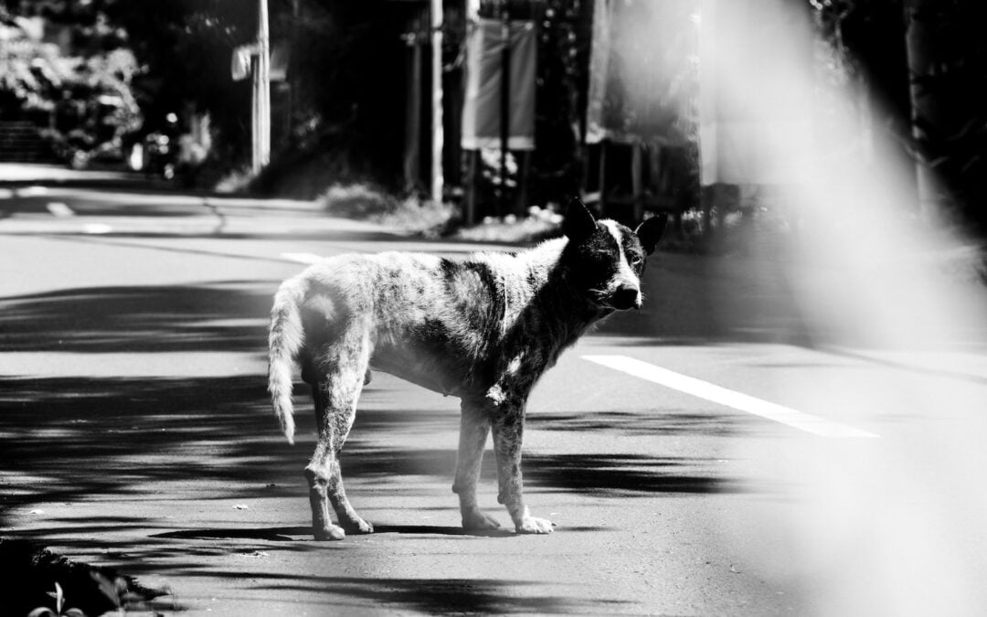 A black-and-white photo of a dog standing in the middle of a road.