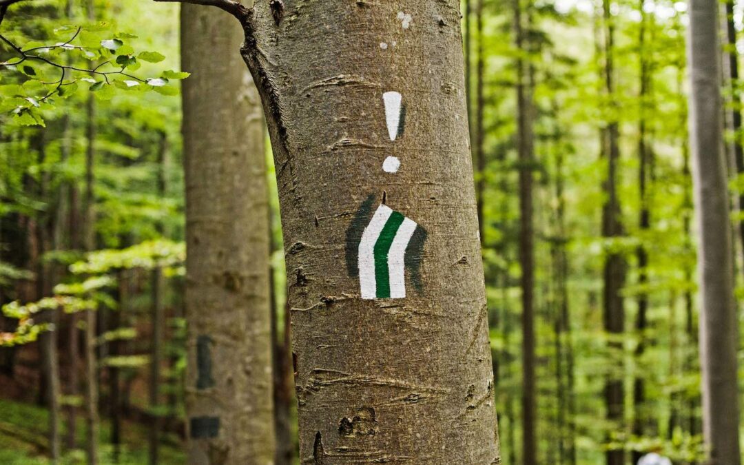 An exclamation mark painted in white on a tree.