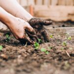 A person’s hands covered in dirt while planting seedlings.