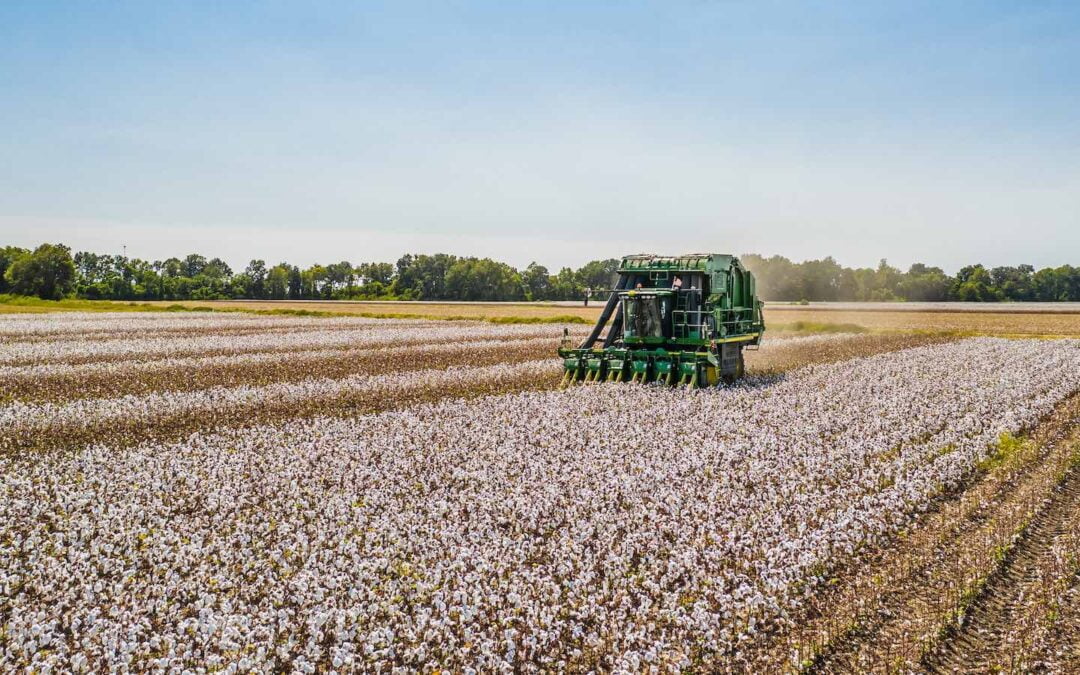 A green tractor driving through a cotton field.