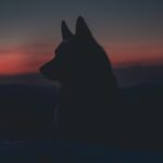 The silhouette of a wolf against a sky with red hues as the sun sets.