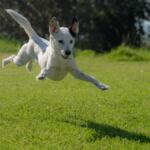 A dog leaping in the air on a grass field.