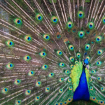 A photo of a peacock displaying feathers.