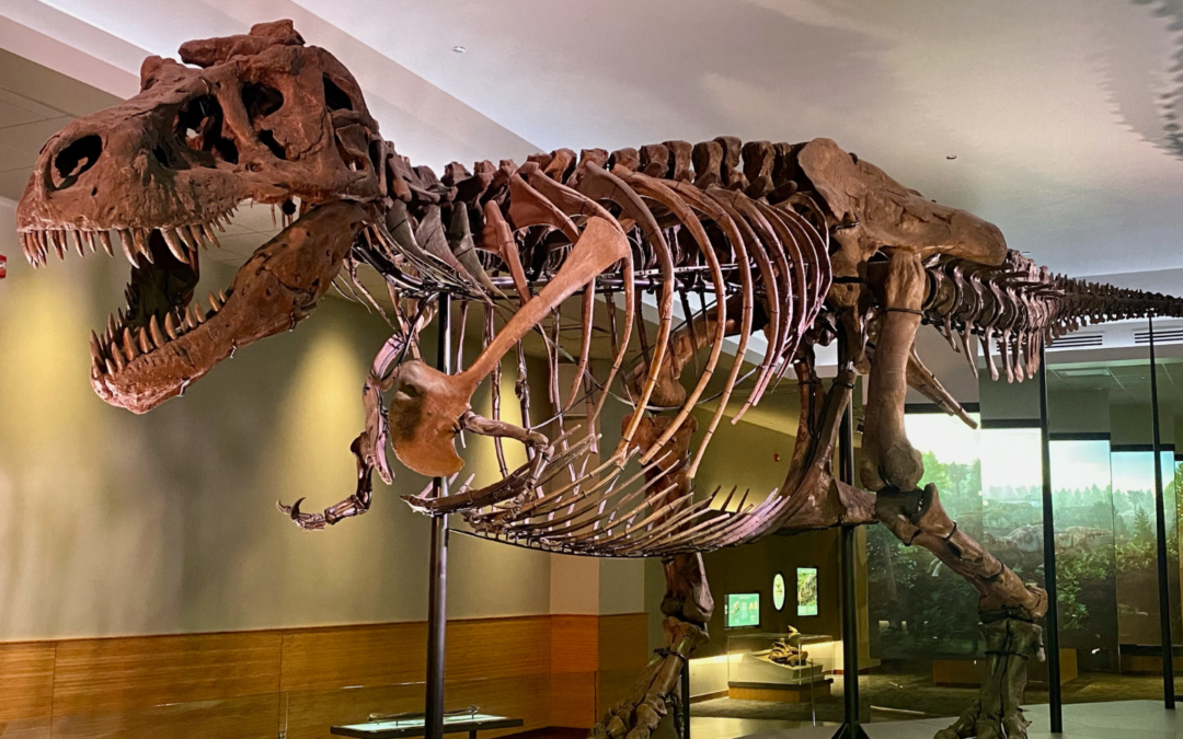Photo of “Sue,” T-Rex at the Field Museum in Chicago