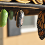 The evolution of a butterfly from a cocoon.