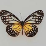 A yellow and black butterfly against a gray backdrop.