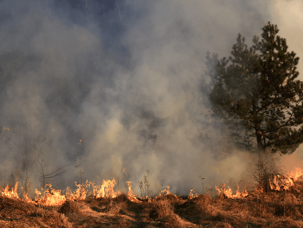 A photo of a forest fire with billowing smoke.