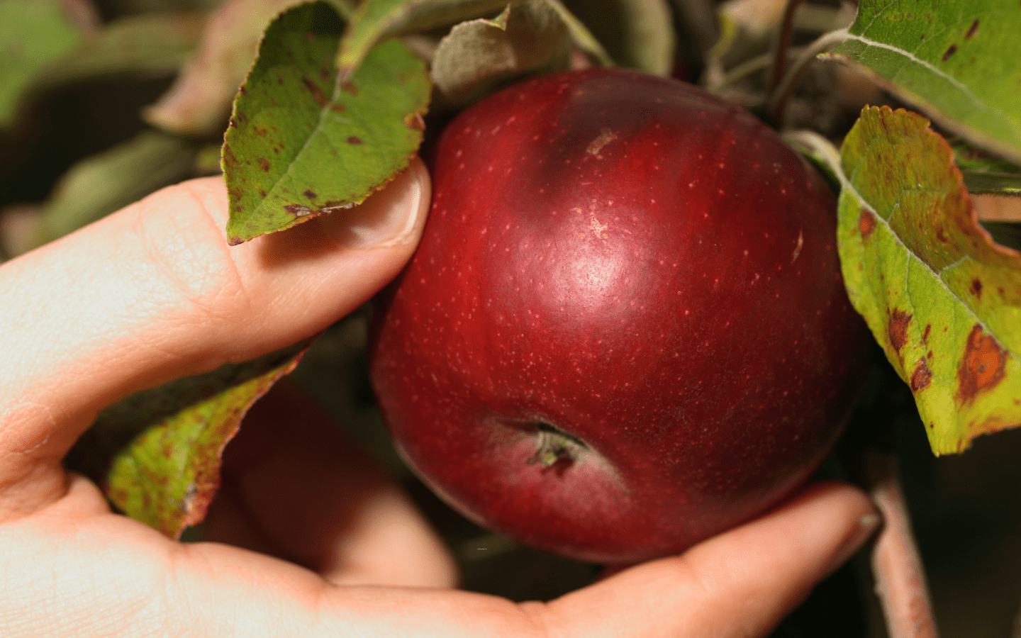 A photo of a hand picking an apple.