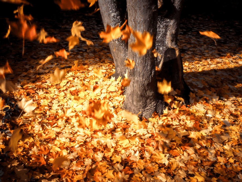 Autumn leaves falling to the ground around a tree.|