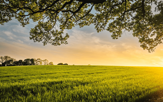 An open field with a burst of the sun shining through in the corner of the frame.