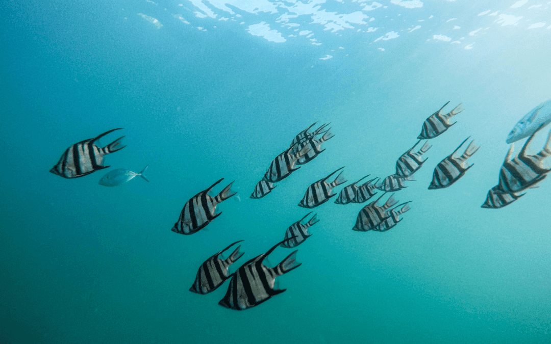 Understanding the Water We Swim In: A Mental Health Journey