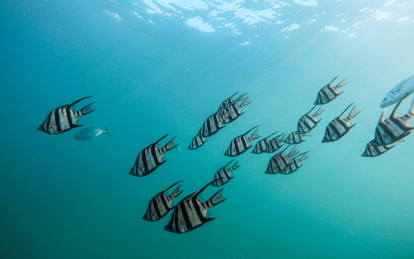 A photo of a school of fish swimming in water.
