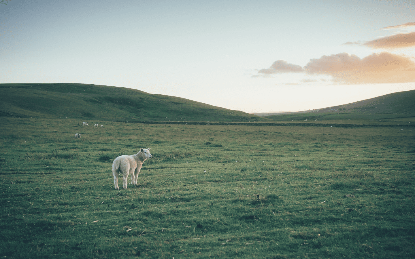 A single sheep standing in a pasture.