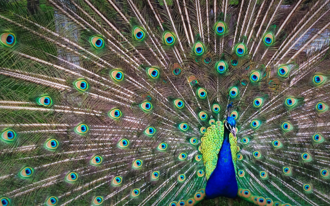 Identifying Narcissism and Seeking Out the Opposite