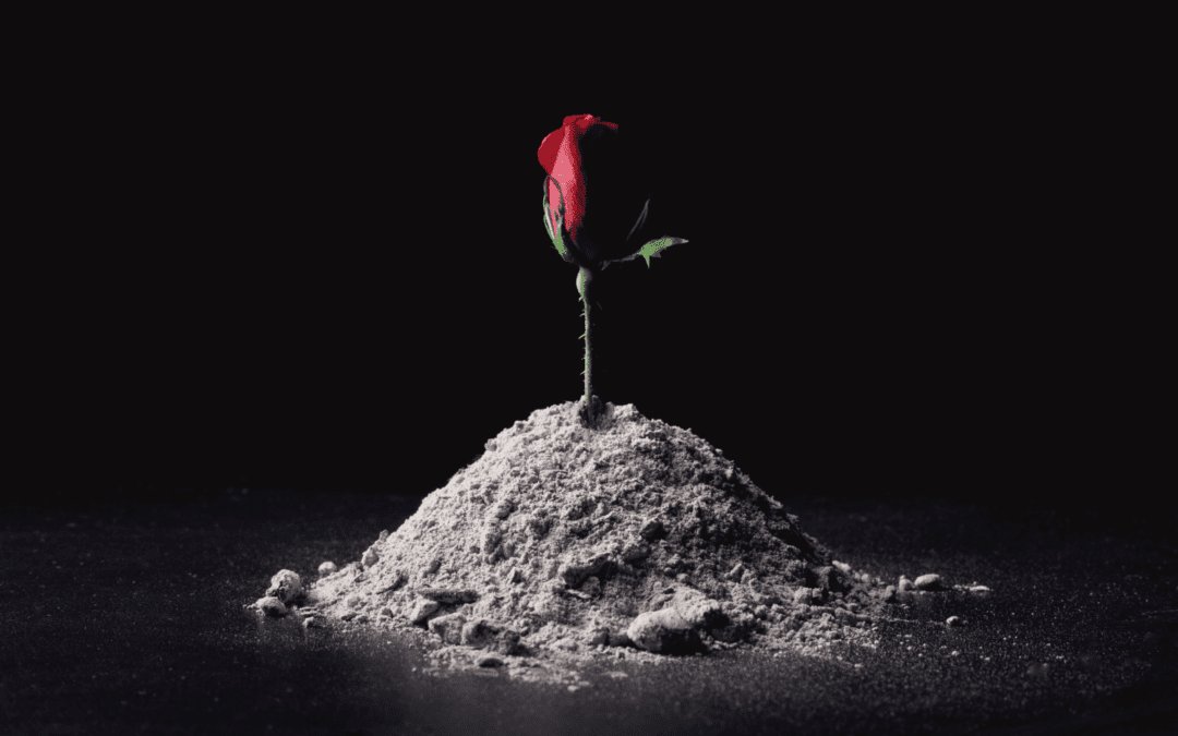 Roses in the Ashes