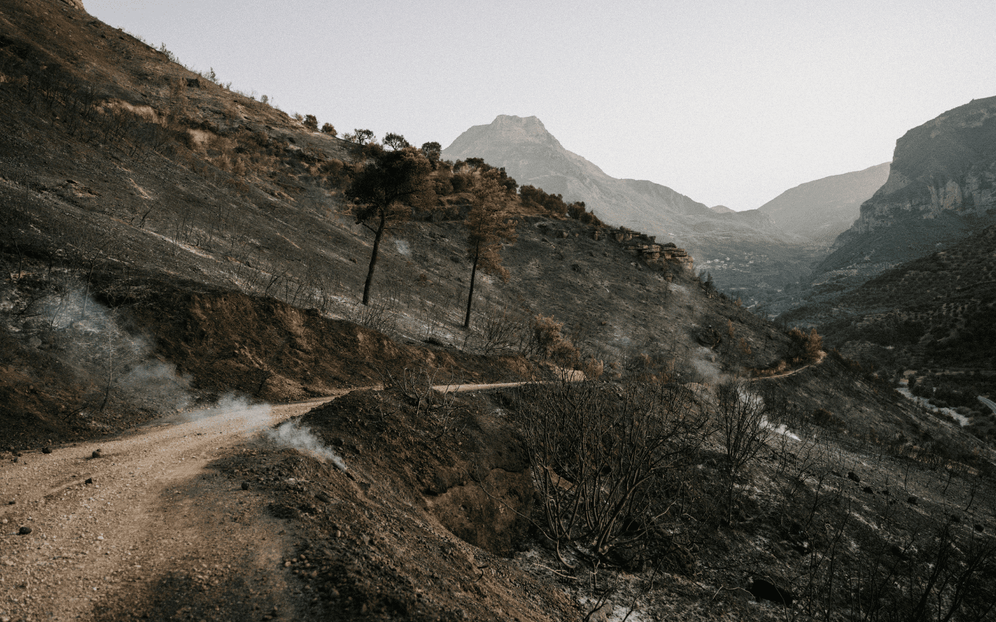 A photo of the aftermath of a forest fire.