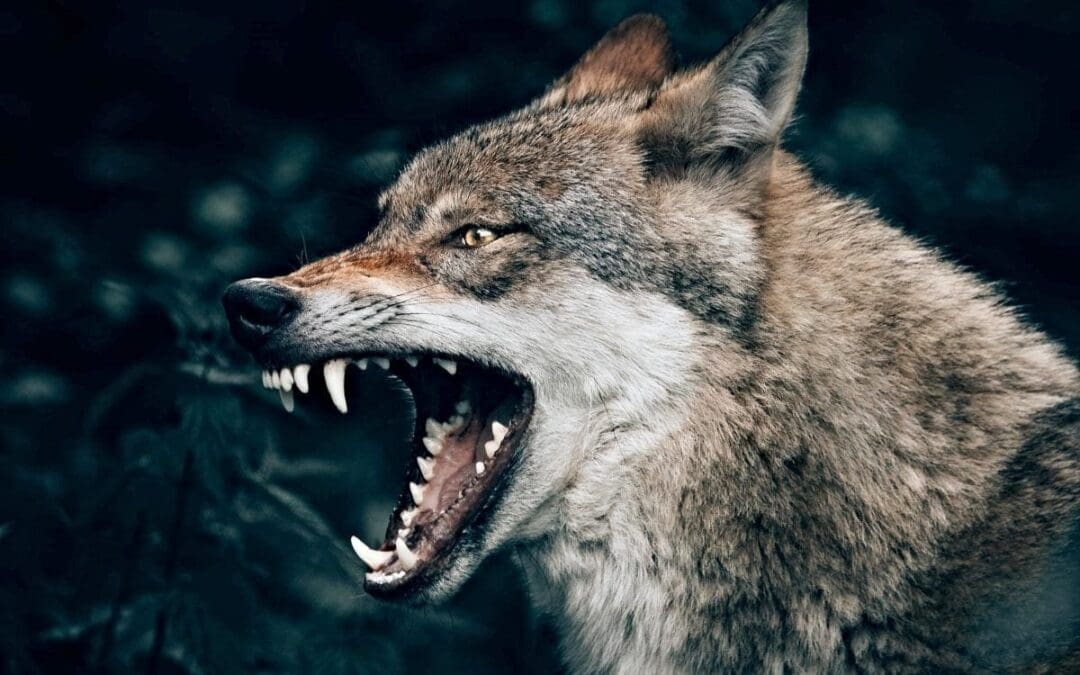 Leadership Styles: Jesus vs. The Wolves